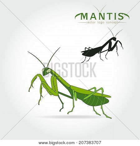 Beetle praying mantis isolated on a white background. Vector illustration.