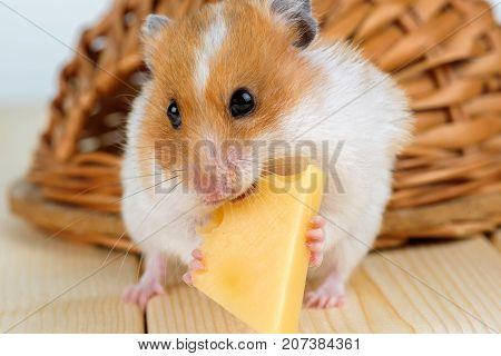 A hamster close-up eats cheese near its wooden house.
