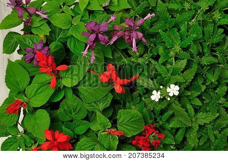 A variety of Salvia dwarf and Verbena seedlings