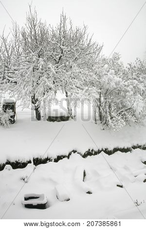 Weather anomaly. Snow in May. Garden covered with snow after snowstorm. Europe. Gloomy day.