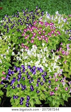 beautiful Torenia fournieri flower in nature garden