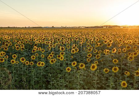 Sunflowers field near Arles in Provence France