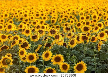 Sunflowers field near Arles in Provence France