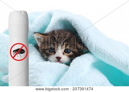 Kitten with towel and bottle of flea spray on white background