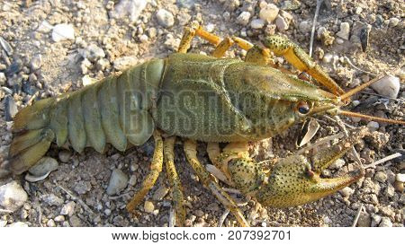 Cancer River the length of the body cancer can reach 20 cm Color varies with habitat from greenish-brown to bluish-brown