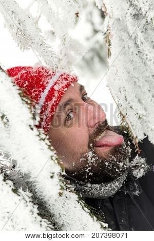 Man Protuding His Tongue To The Icy Fir Needles