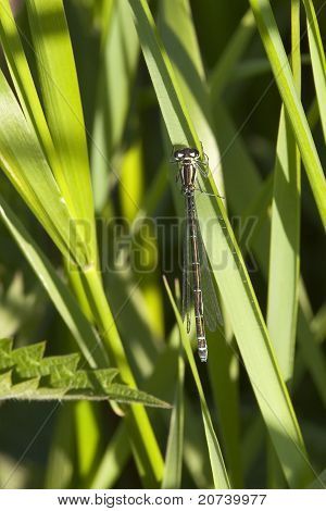 ขาวขา Damselfly