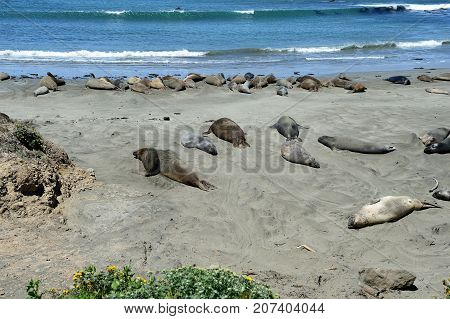Sea Elephants On The Pacific Coast, California, Usa