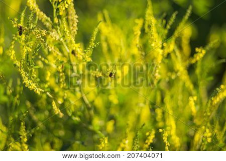 Bees Collect Pollen From Wild Plants Melilotus, Known As Melilot, Sweet Clover, And Kumoniga, Sweet-