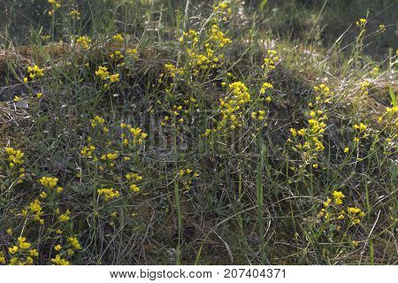 Thickets Of Tormentil With Bright Flowers On The Side Of A Hill