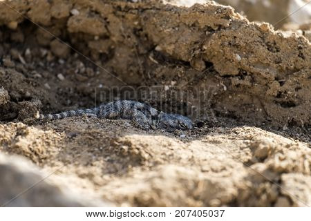 Desert Agama sensed the danger and clung to the ground (Trapelus mutabilis)