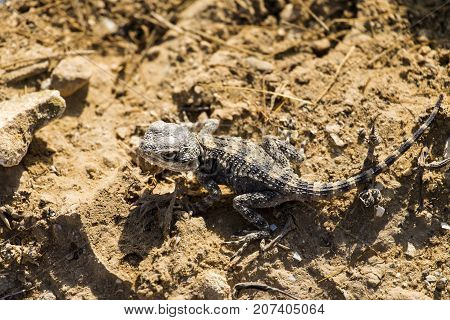 Desert Agama was unhappy and angrily looked up (Trapelus mutabilis)