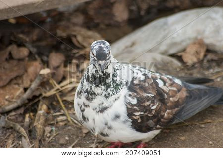 White pigeon in the park on the ground