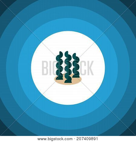 Alga Vector Element Can Be Used For Seaweed, Alga, Spirulina Design Concept.  Isolated Seaweed Flat Icon.