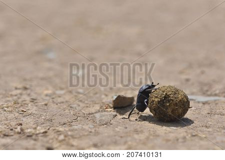 Dung beetles roll a dung ball in daylight