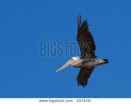 Pelican
