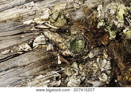 Old tree bark cracked with mushroom outgrowth background texture. Pattern of tree trunk for design