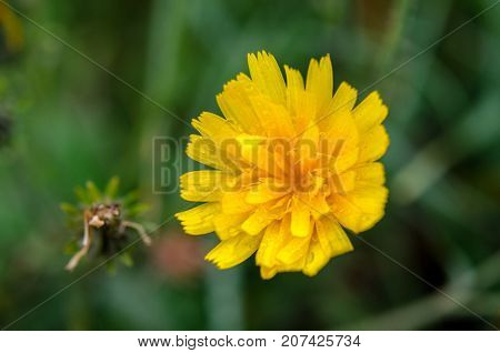Уellow field flower on a green background. Flower with rain drops. Field flower close-up.