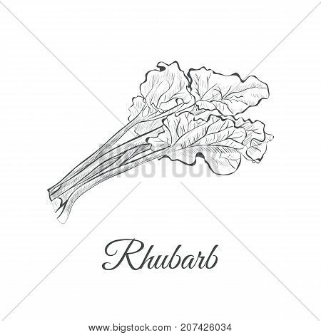 rhubarb sketch hand drawing. rhubarb vector illustration pieplant
