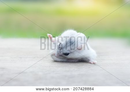 Hamster winter white cleaning hair with soft light