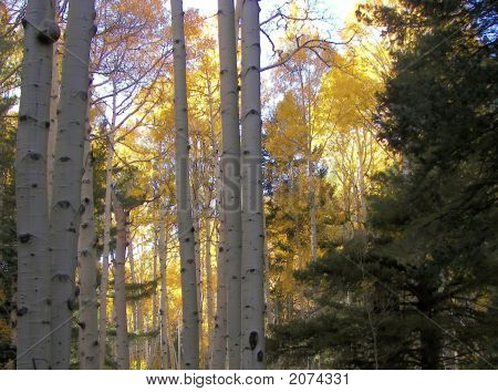 Aspen Trees Locket Meadow Flagstaff Az 3