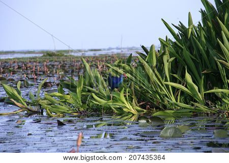 Purple swamphen wading out on marsh Lake