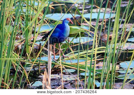 Purple swamphen wading out on marsh Lake