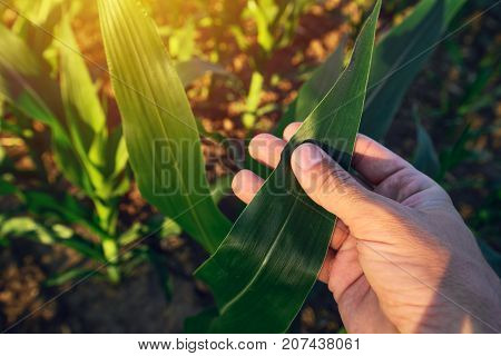 Agronomist examining corn maize crop leaf in cultivated agricultural field