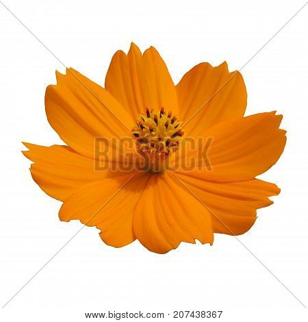isolated Mexican Diasy, Cosmos orange flower top view. Graphic resource on white background