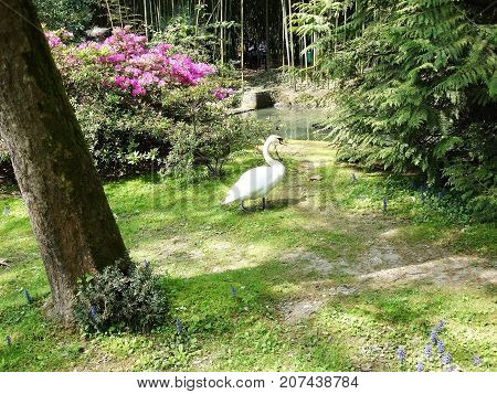 White Swan walking in the Park Observe birds in the wild