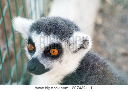 Thoughtful look. Gray lemur portrait. Wild nature.