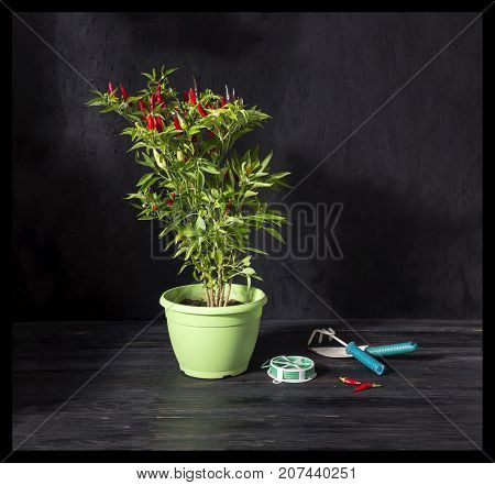 Plant transplantation. Hot pepper in a pot, spatula and rake on a wooden table close-up