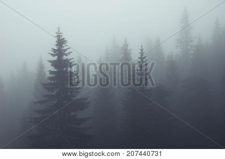 Misty fog in fir forest on mountain slopes