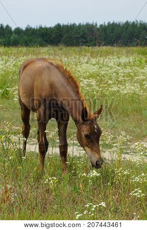 A brown foal stands in the field and eats grass