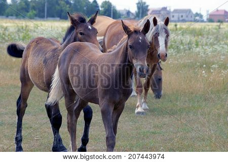 a herd of brown horses in a blooming field on a summer day