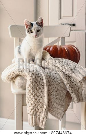 Cute kitten relaxing on warm sweater on a chair. Lazy cat resting on soft pullover. November weekend concept scene.