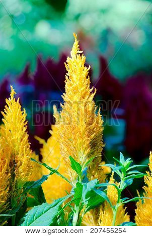 Pampas Plume Celosia Mix plant blooming and full bloom