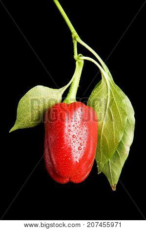 Wet red pepper isolated on black background