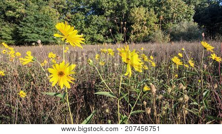 Woodland Sunflower Meadow Background. Group of Woodland Sunflowers in a Michigan meadow
