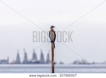 Small Bird standing at the beach in Luanda city