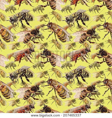 Exotic bee wild insect pattern in a watercolor style. Full name of the insect: bee, honeybee. Aquarelle wild insect for background, texture, wrapper pattern or tattoo.
