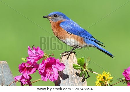 östlichen bluebird