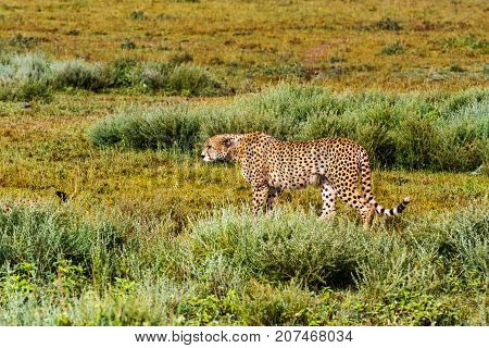The cheetah creeps up to the prey. Serengeti, Tanzania