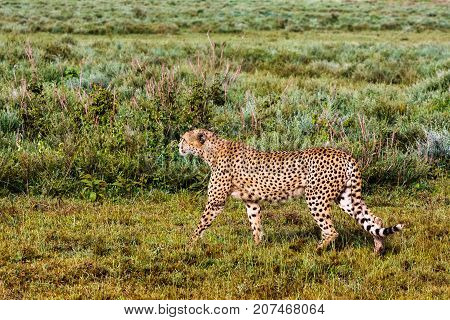 The cheetah hunting. Ndutu, Serengeti, Tanzania. Eastest Africa