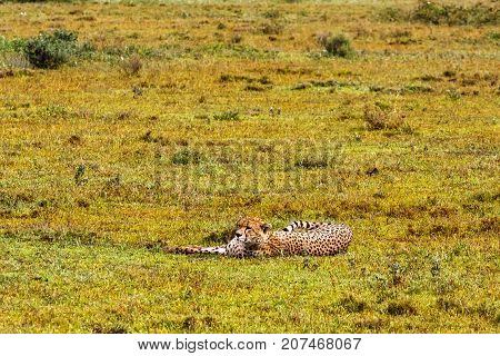 Cheetah resting. Savanna of Serengeti, Tanzania. Africa