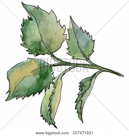 Wildflower rose leaf flower in a watercolor style isolated. Full name of the plant: rose leaf. Aquarelle wild flower for background, texture, wrapper pattern, frame or border.
