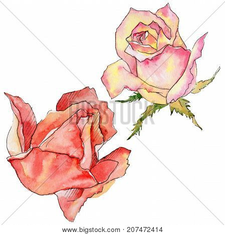 Wildflower rose flower in a watercolor style isolated. Full name of the plant: rose. Aquarelle wild flower for background, texture, wrapper pattern, frame or border.