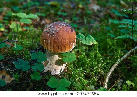 One Brown Mushroom, Lurid Bolete, In The Woods.