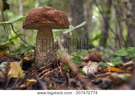 One Brown Mushroom, Lurid Bolete, In The Woods.