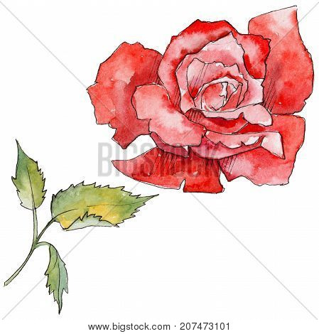 Wildflower rose flower in a watercolor style isolated. Full name of the plant: rose. Aquarelle wild flower for background, texture, wrapper pattern, frame or border.